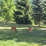 Dzika Paproc Szczawnica