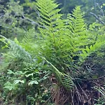 Dzika Paproc Apartmán *