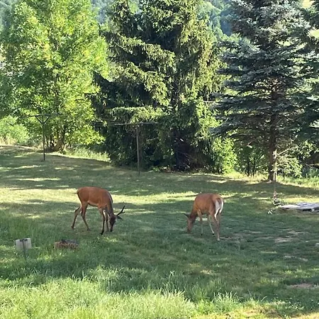 Dzika Paproc Szczawnica