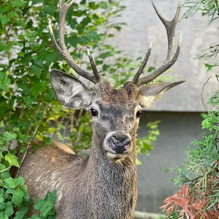 Dzika Paproc Apartment *