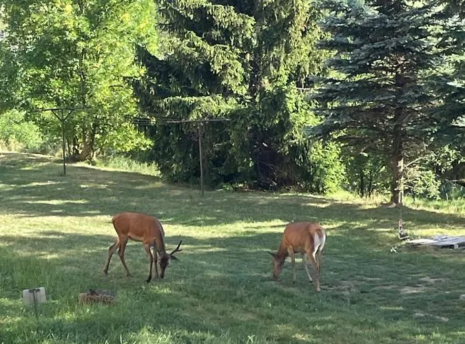 Dzika Paproc שצ'בניצה