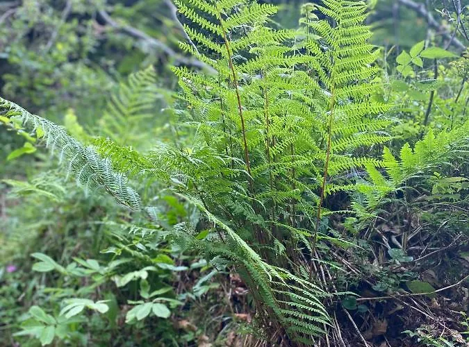 Dzika Paproc דירה *